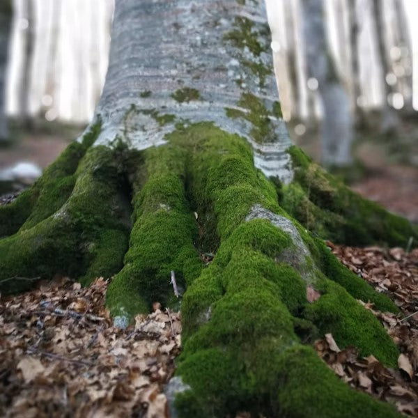 Is Resilience about Recovery or Prevention?