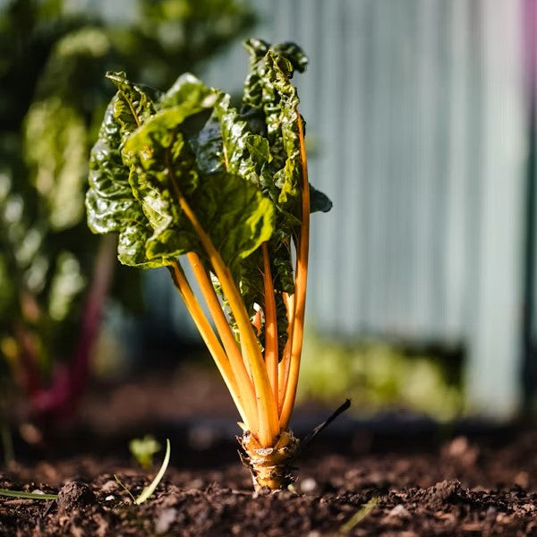 What if True Strength is Invisible?